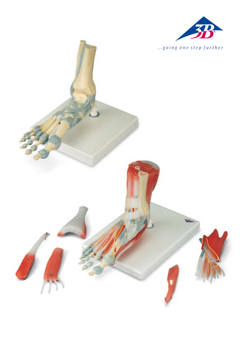 3B Scientific Foot Skeleton Model With Ligaments And Muscles User