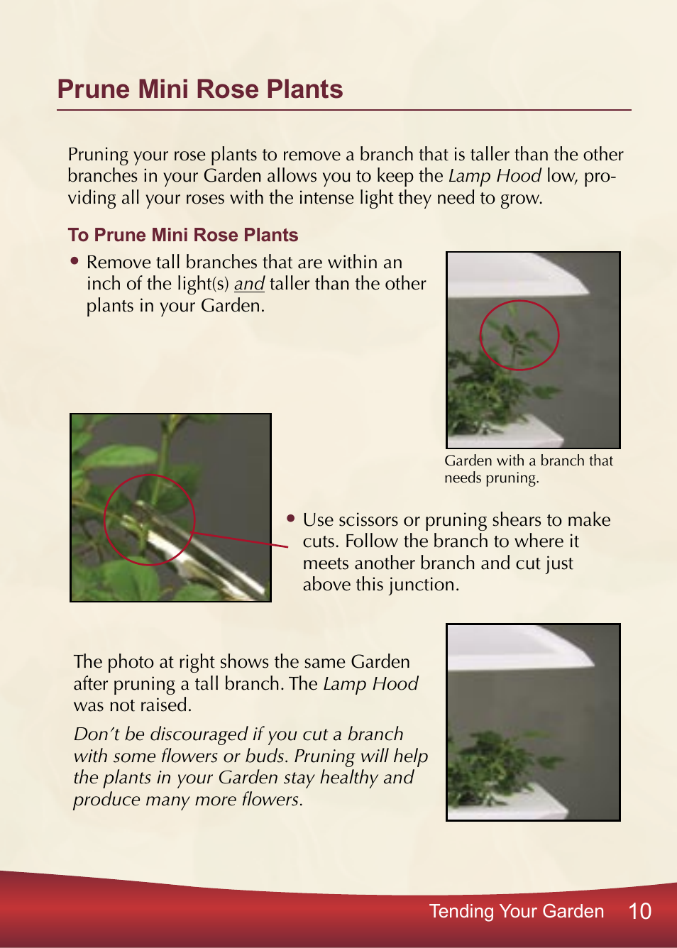 Prune mini rose plants | AeroGarden PRO100 User Manual | Page 11 / 24