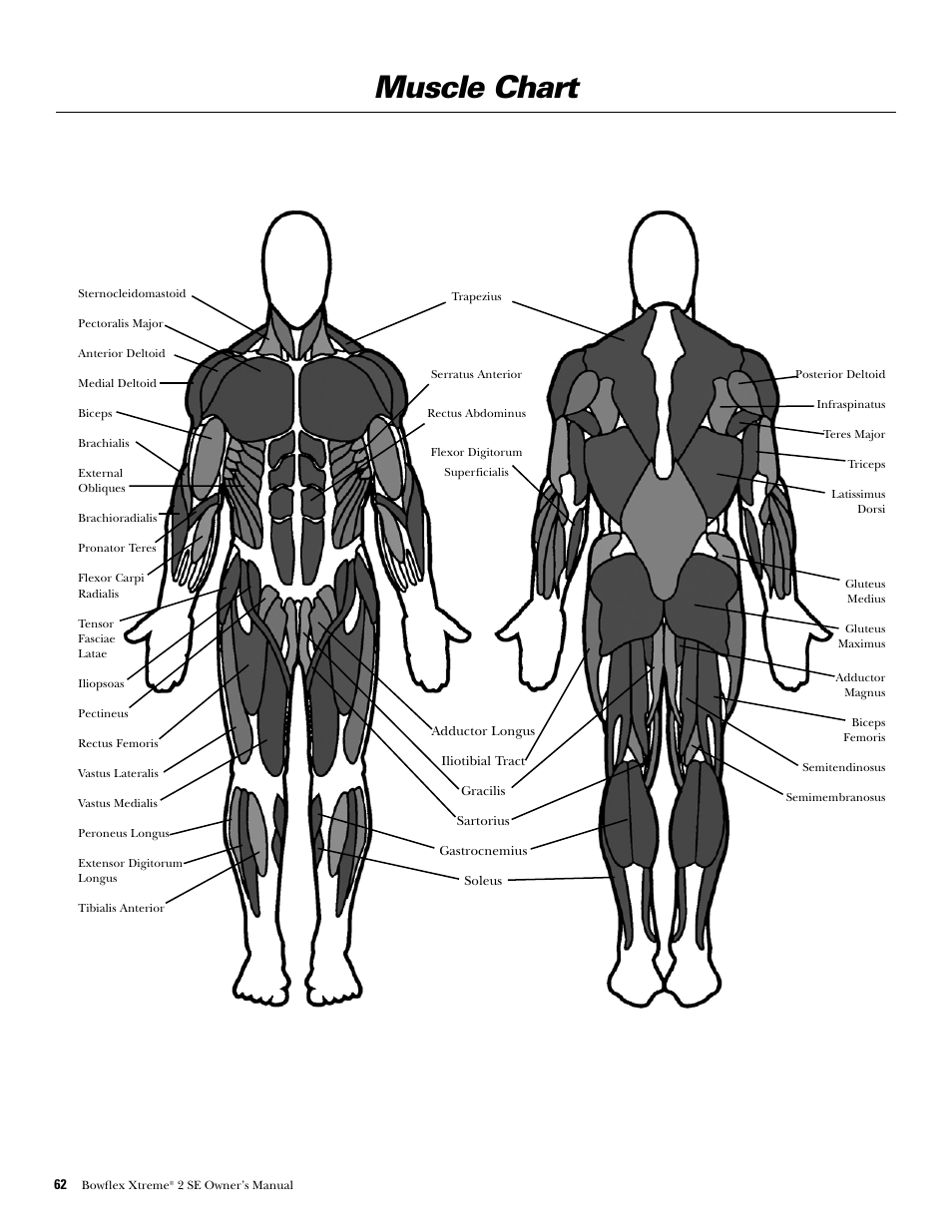 Muscle chart | Bowflex Xtreme 2 SE User Manual | Page 64 / 92