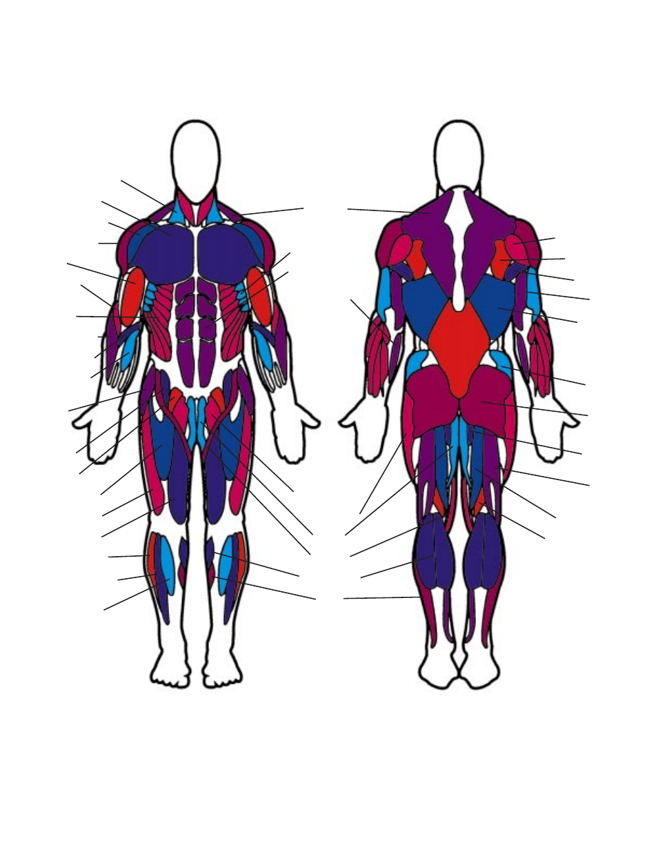 Muscle chart | Bowflex XTL User Manual | Page 79 / 80