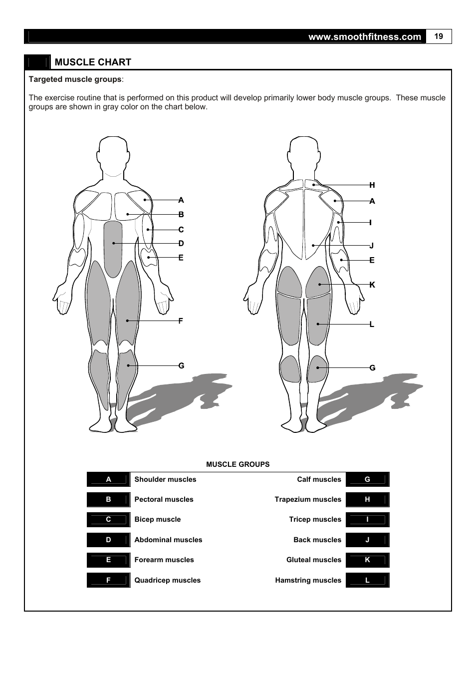 Muscle chart | Smooth Fitness 5.65I User Manual | Page 19 / 28