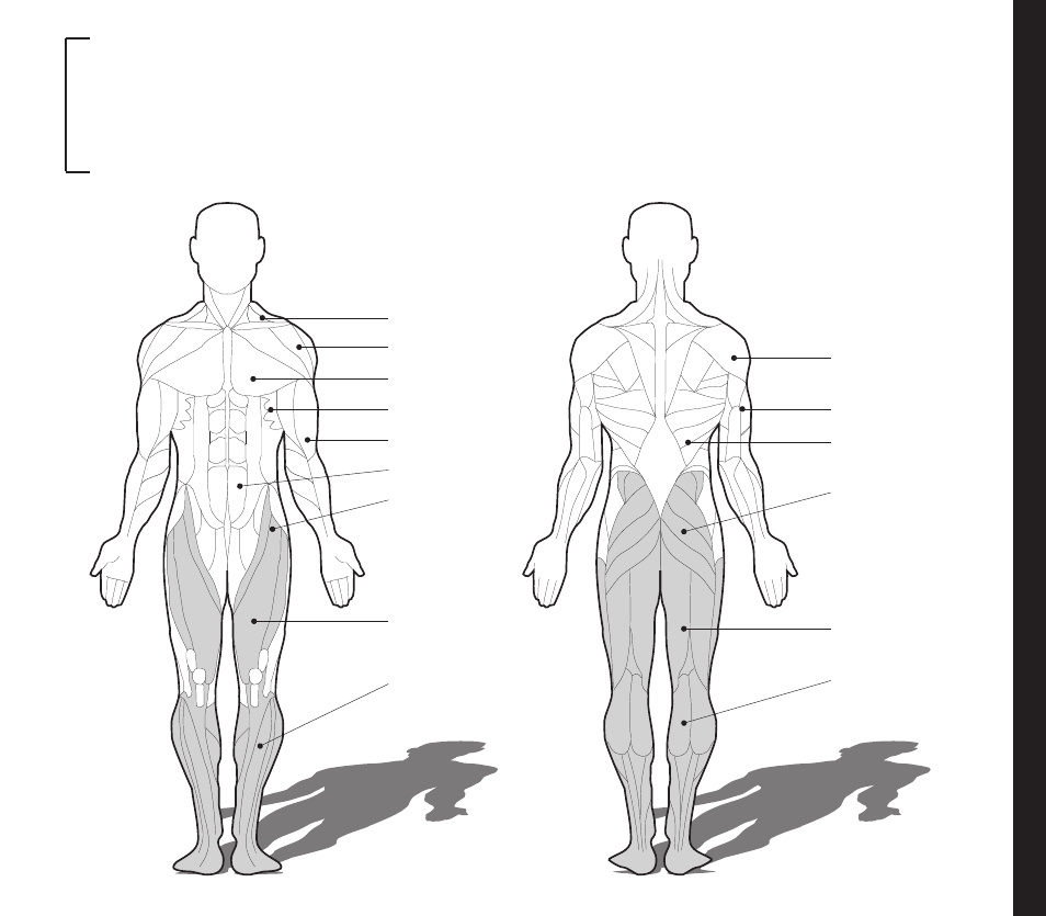 Muscle chart | Smooth Fitness EVO 2CD User Manual | Page 31 / 40