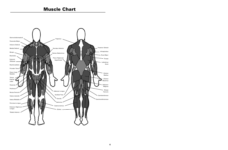 Muscle chart | Nautilus NT-1230 User Manual | Page 5 / 5