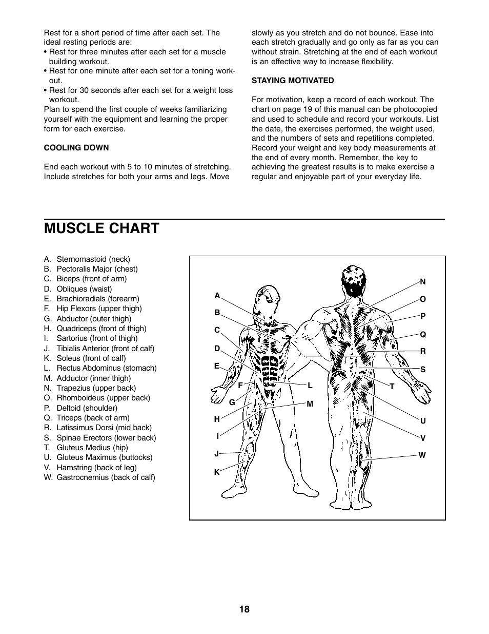 Muscle chart | Weider WEBE34110 User Manual | Page 18 / 22