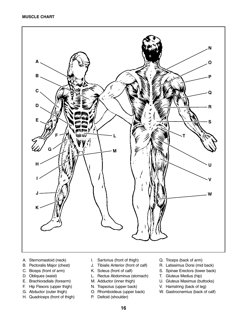 Weider 831.150390 User Manual | Page 16 / 22