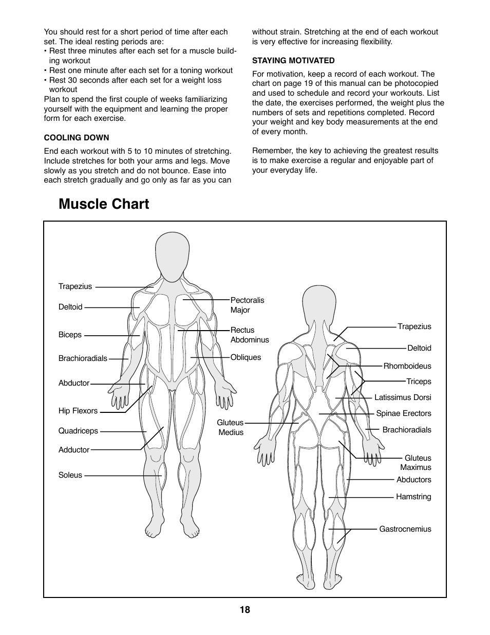 Muscle chart | Weider WEBE07790 User Manual | Page 18 / 22