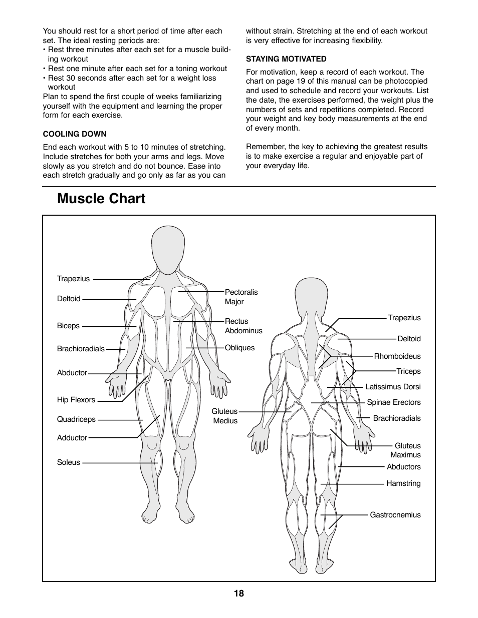 Muscle chart | Weider WEBE96491 User Manual | Page 18 / 23