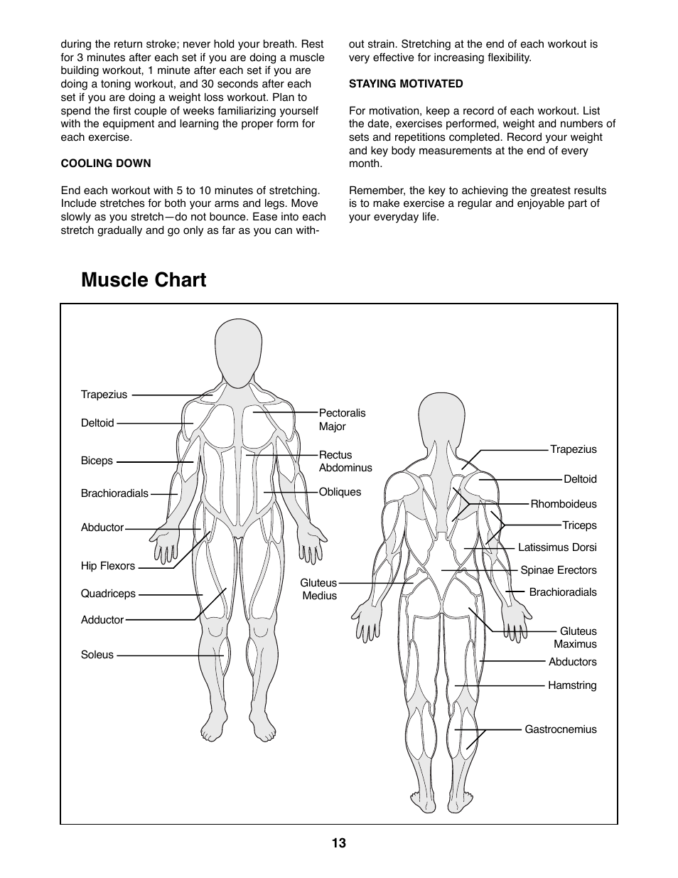 Muscle chart | Weider WEBE88890 User Manual | Page 13 / 16