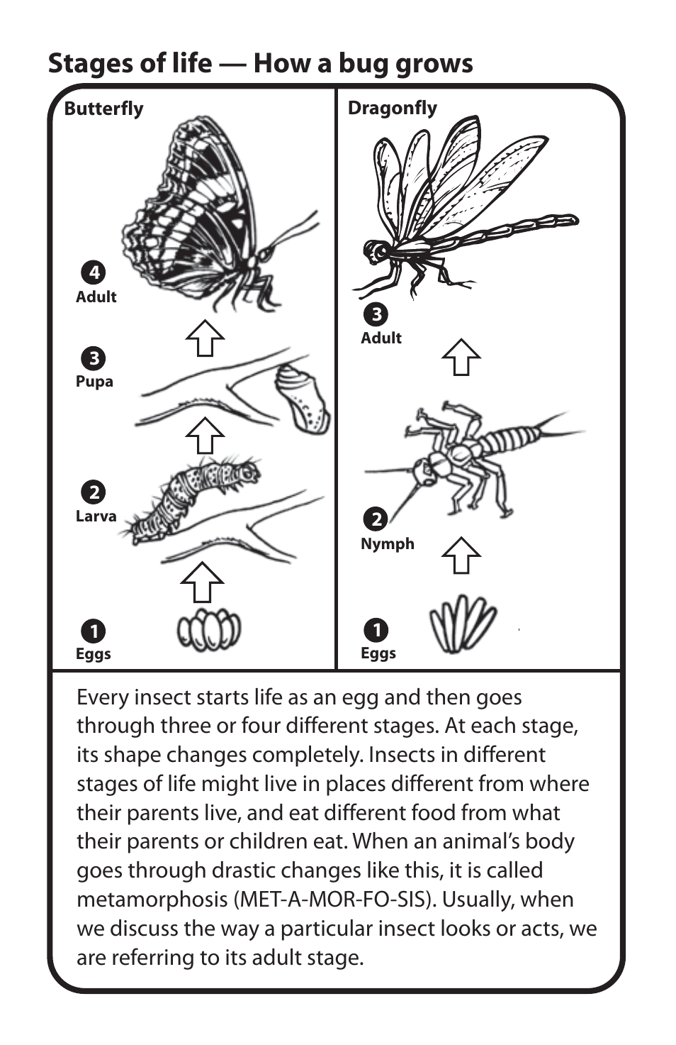 Stages of life — how a bug grows | Uncle Milton Bug Jug User Manual | Page 6 / 10