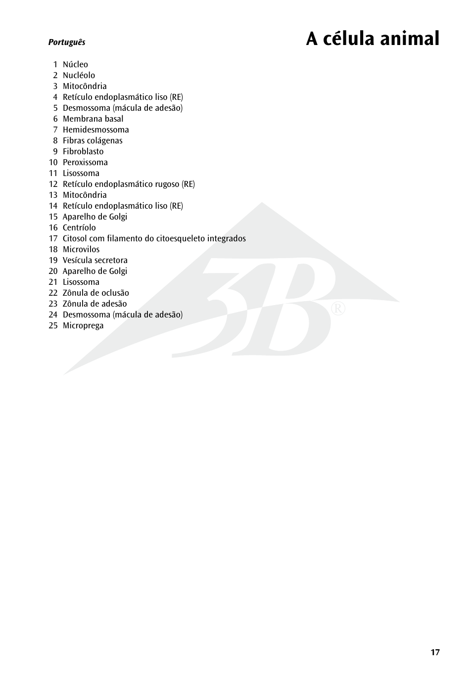 A célula animal | 3B Scientific Animal cell model User Manual | Page 17 / 36