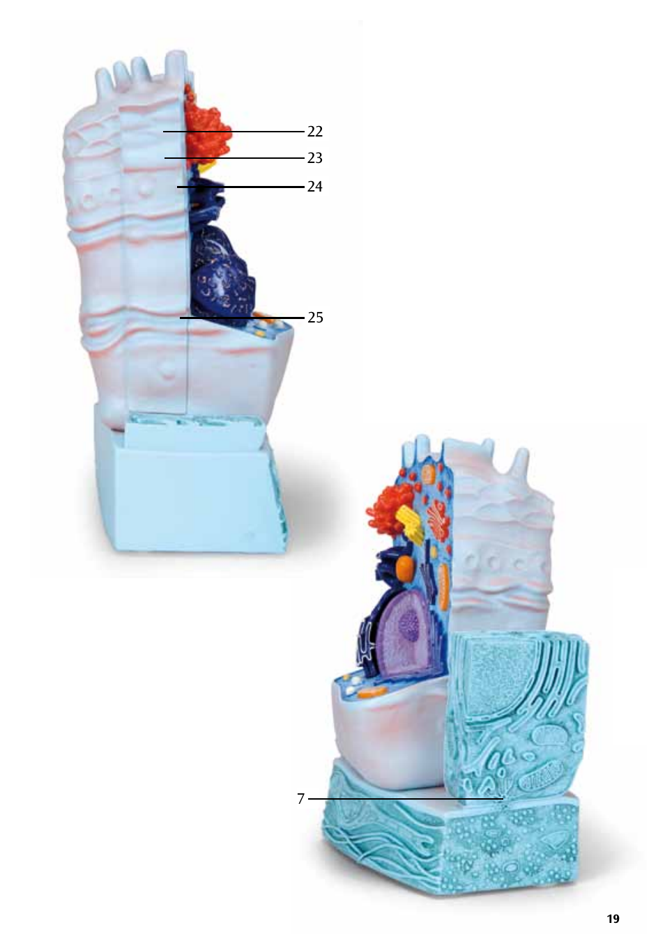 3B Scientific Animal cell model User Manual | Page 19 / 36