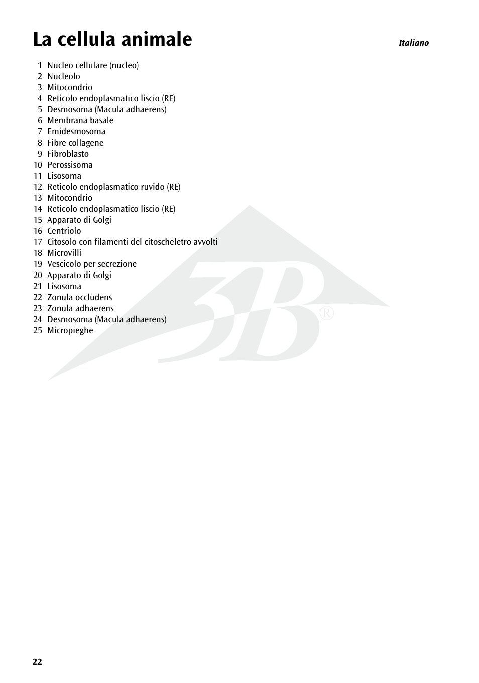 La cellula animale | 3B Scientific Animal cell model User Manual | Page 22 / 36