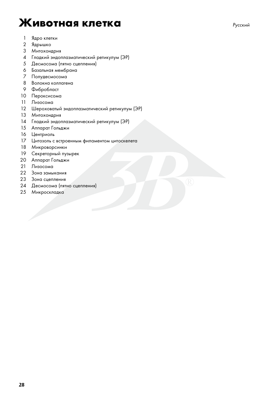 Животная клетка | 3B Scientific Animal cell model User Manual | Page 28 / 36