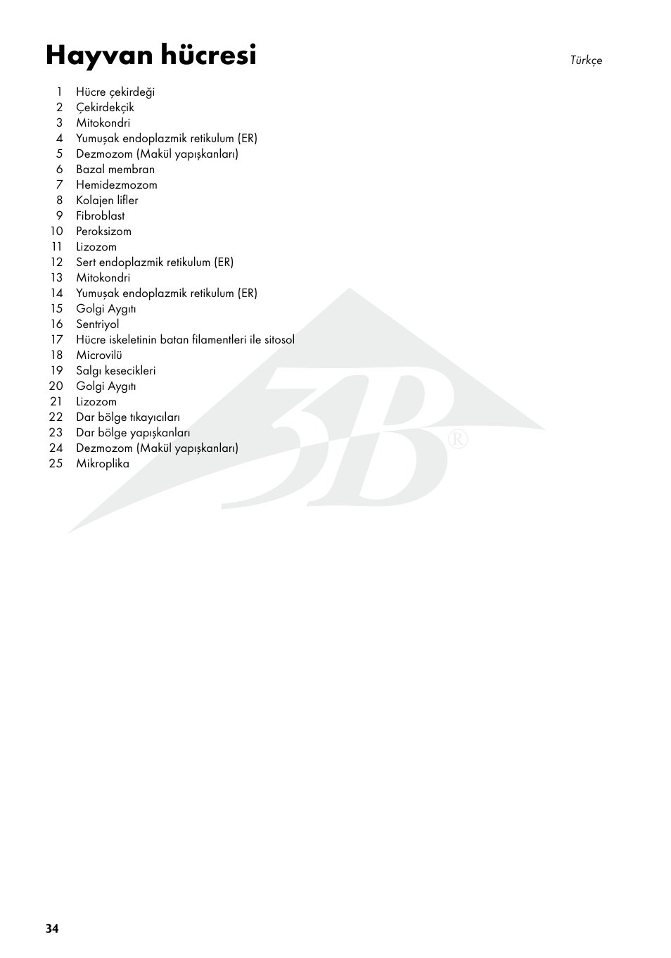 Hayvan hücresi | 3B Scientific Animal cell model User Manual | Page 34 / 36