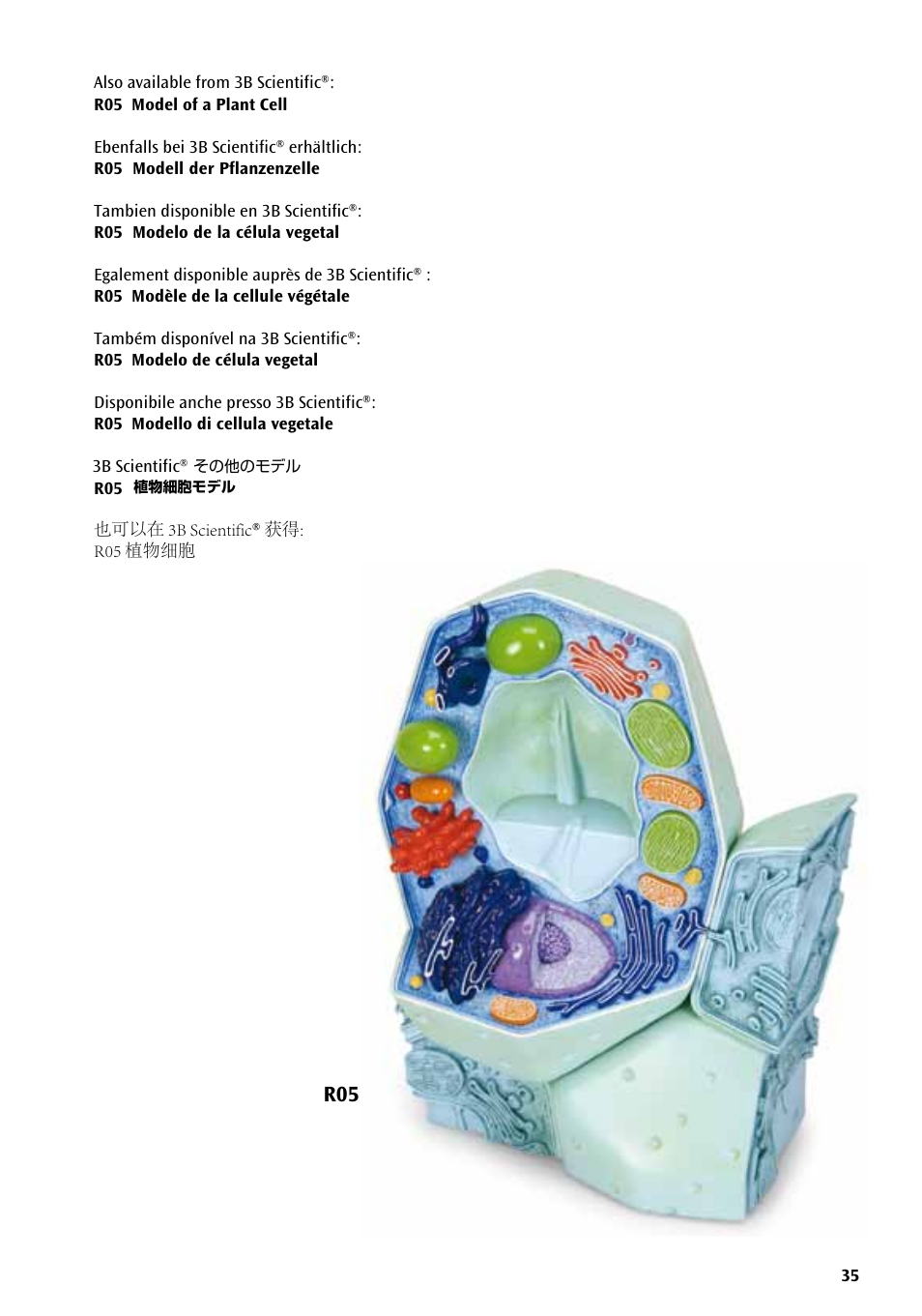 R05 3b scientific, 植物細胞モデル, その他のモデル | 3B Scientific Animal cell model User Manual | Page 35 / 36