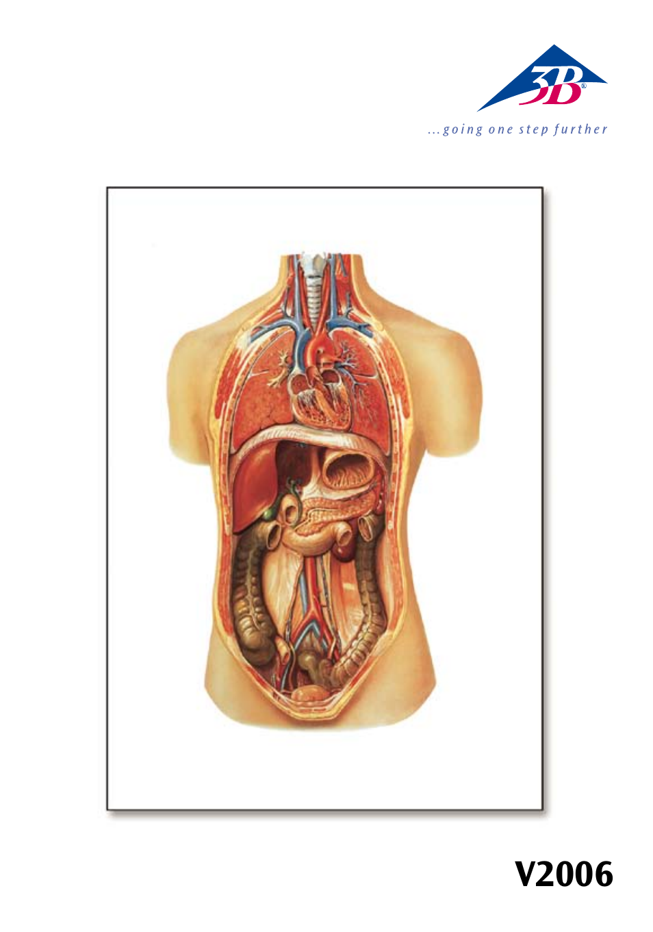 3B Scientific Internal organs Chart User Manual | 16 pages