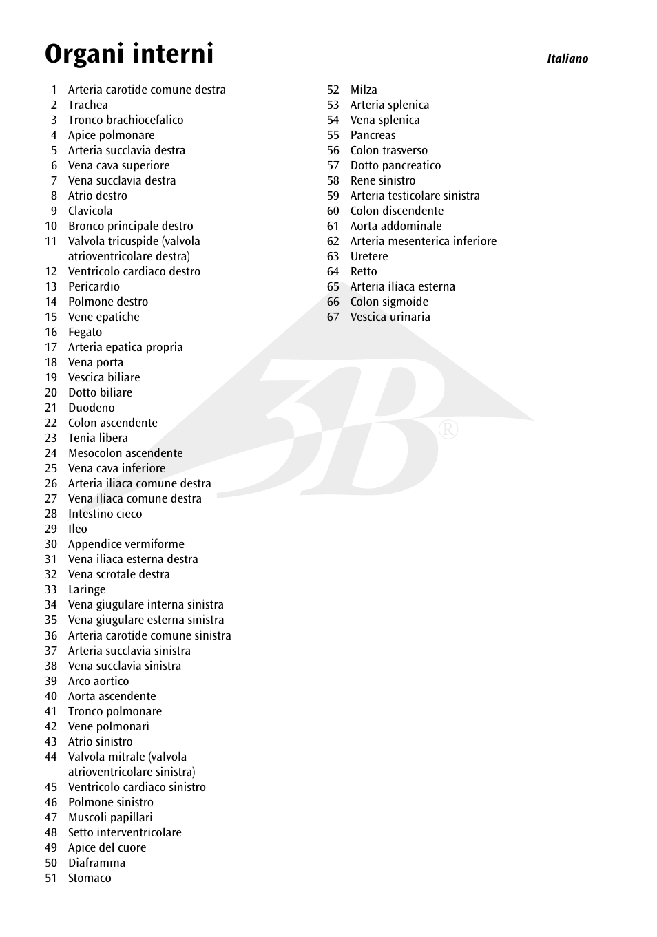 Name, Organi interni | 3B Scientific Internal organs Chart User Manual | Page 10 / 16