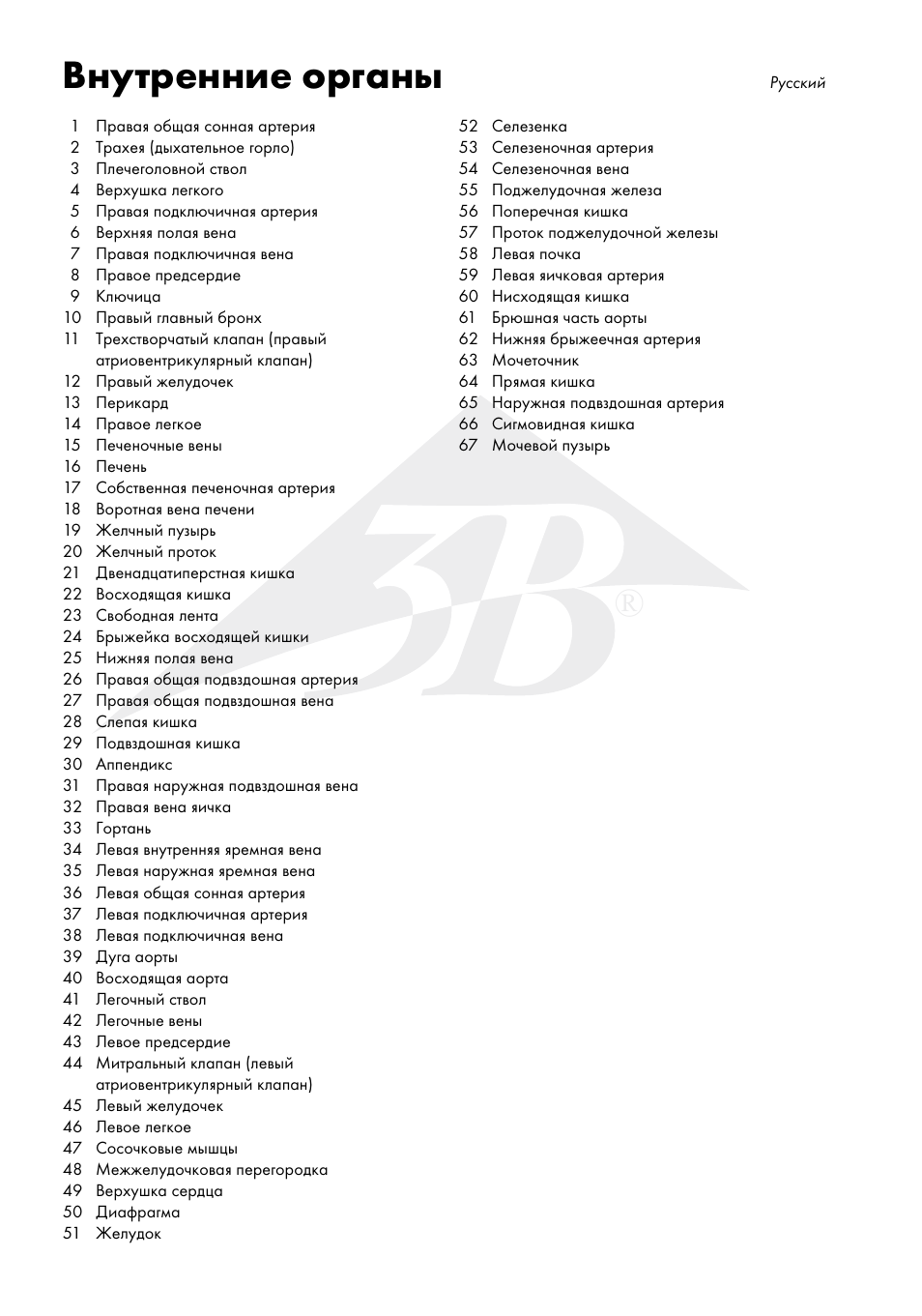Внутренние органы | 3B Scientific Internal organs Chart User Manual | Page 12 / 16