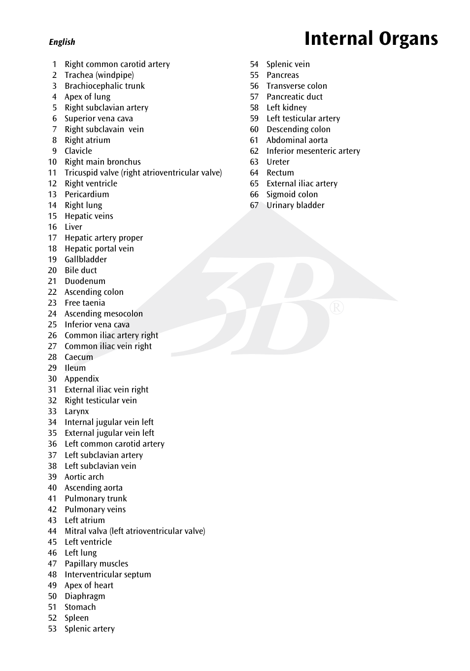 Internal organs | 3B Scientific Internal organs Chart User Manual | Page 3 / 16