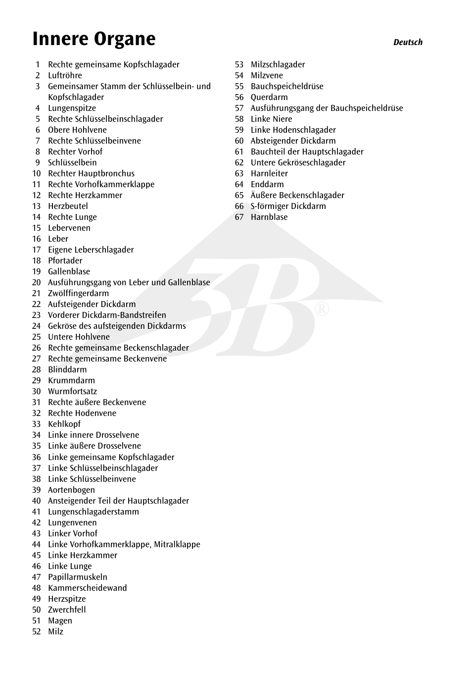 Innere organe | 3B Scientific Internal organs Chart User Manual | Page 4 / 16