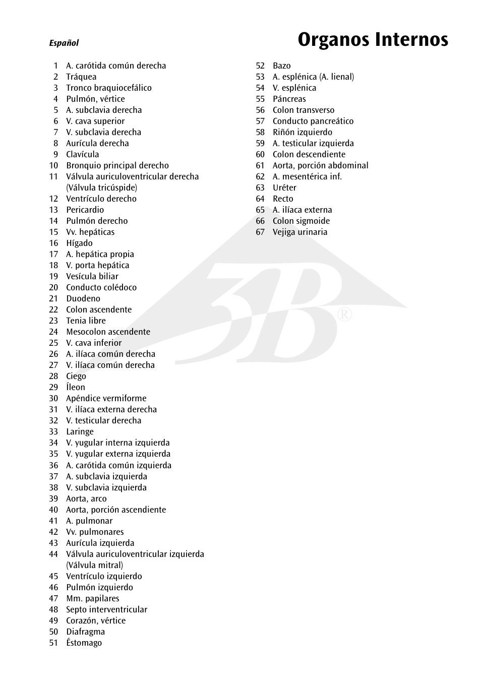 Name organos internos | 3B Scientific Internal organs Chart User Manual | Page 5 / 16