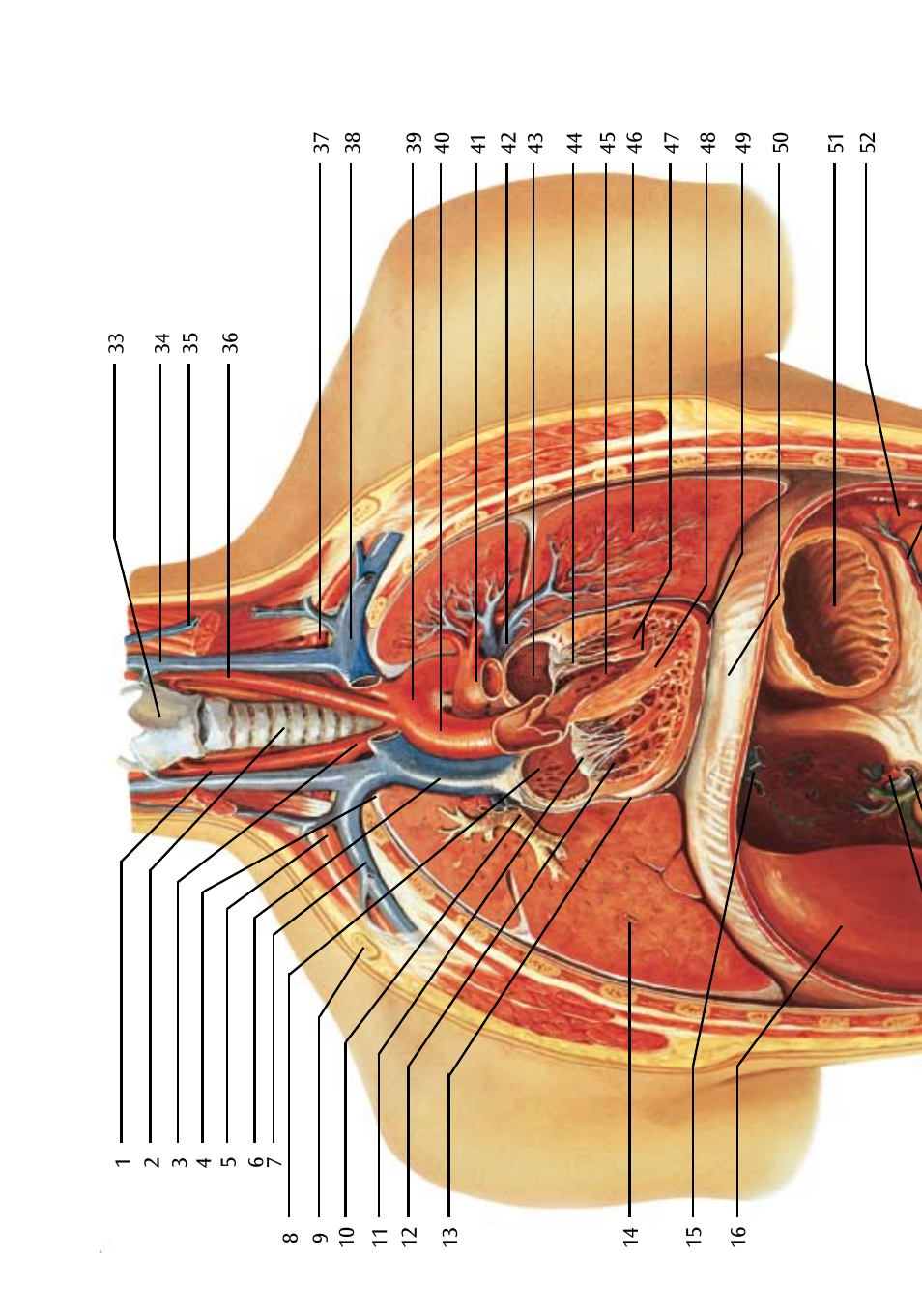 3B Scientific Internal organs Chart User Manual | Page 6 / 16