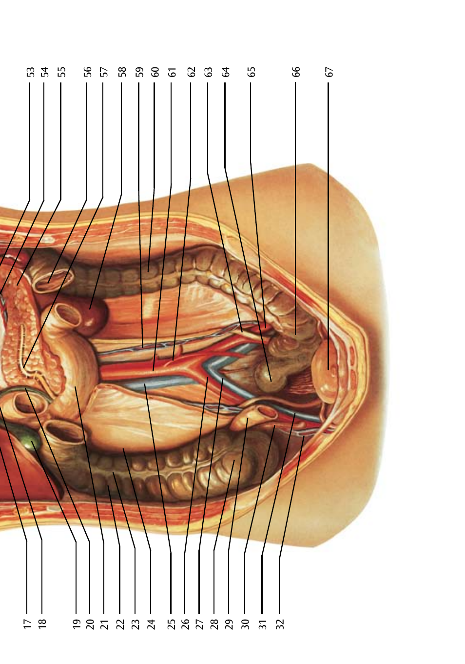 3B Scientific Internal organs Chart User Manual | Page 7 / 16