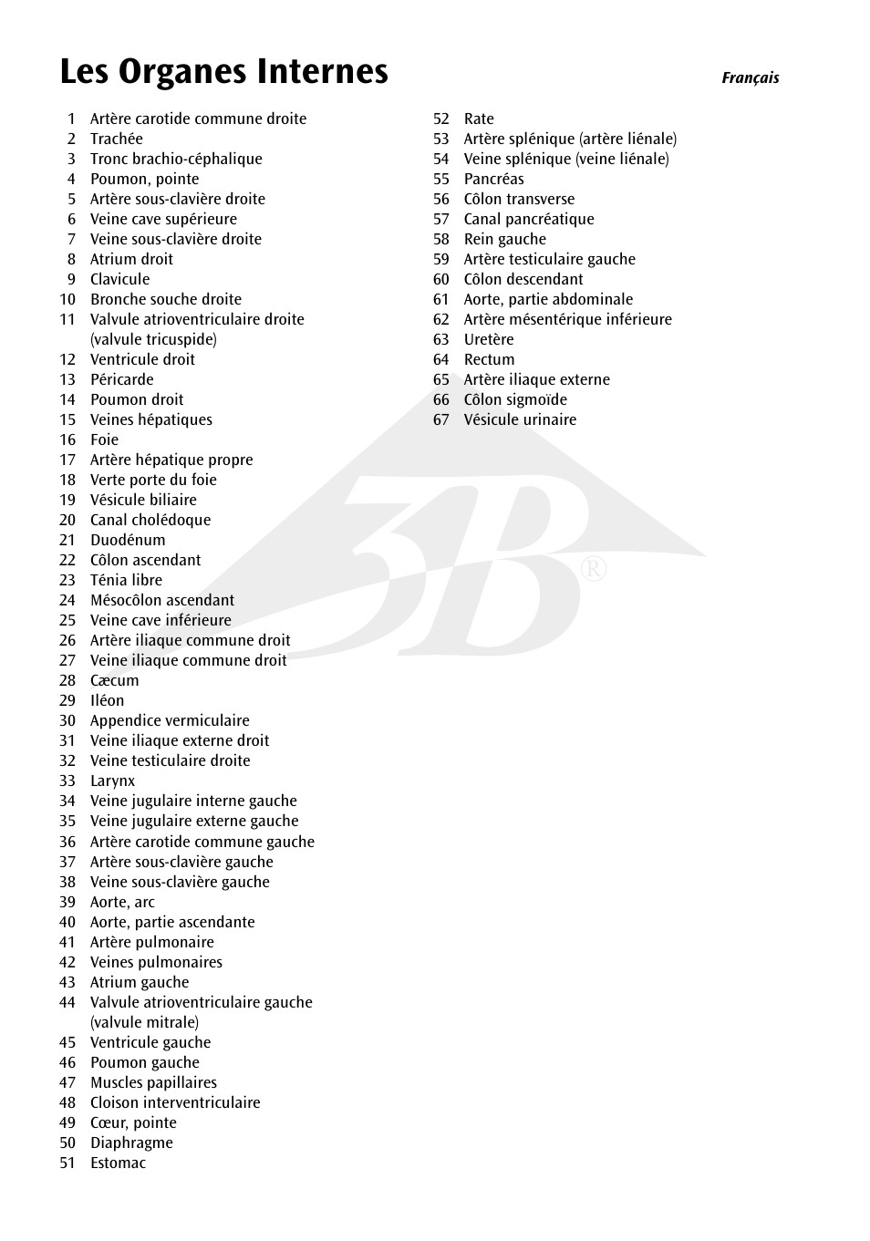 Name les organes internes | 3B Scientific Internal organs Chart User Manual | Page 8 / 16