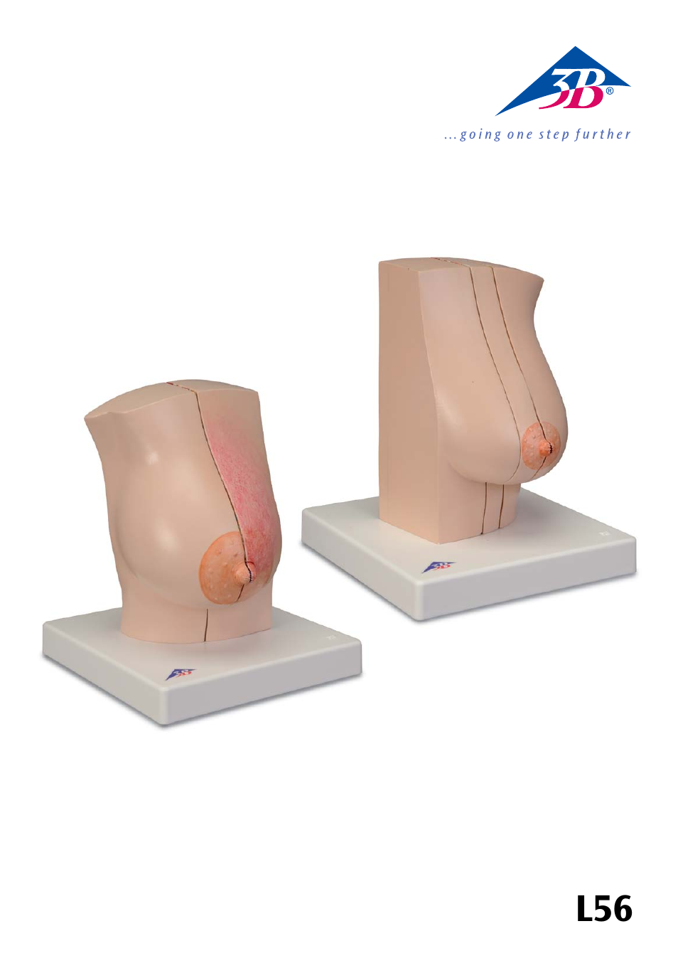 3B Scientific Model of female breast User Manual | 30 pages