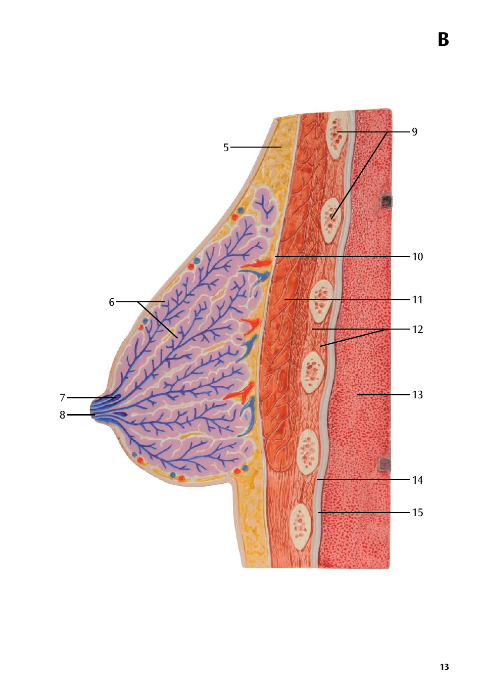 3B Scientific Model of female breast User Manual | Page 12 / 30