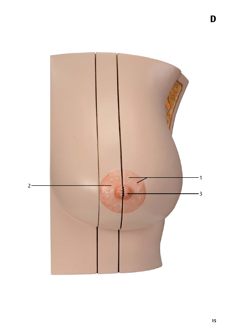 3B Scientific Model of female breast User Manual | Page 14 / 30