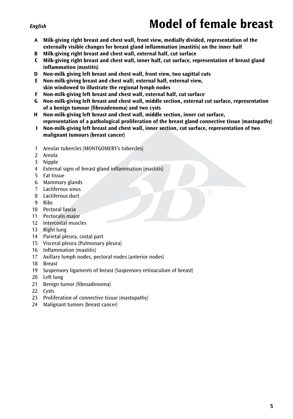 Model of female breast | 3B Scientific Model of female breast User Manual | Page 4 / 30