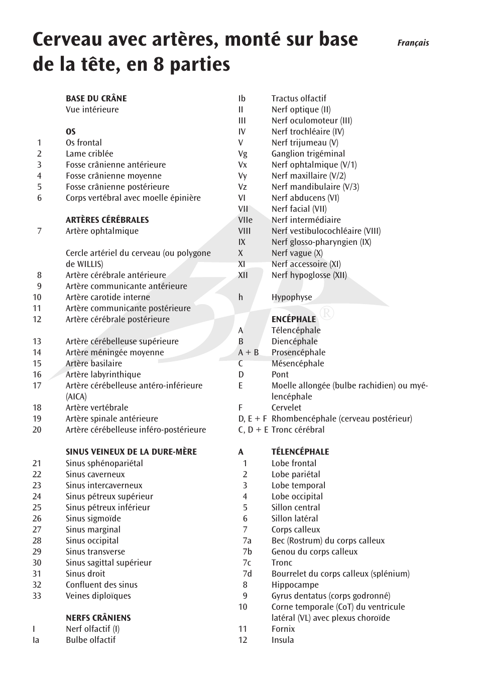 3B Scientific Brain with Arteries on Base of Head, 8 part User Manual | Page 10 / 20