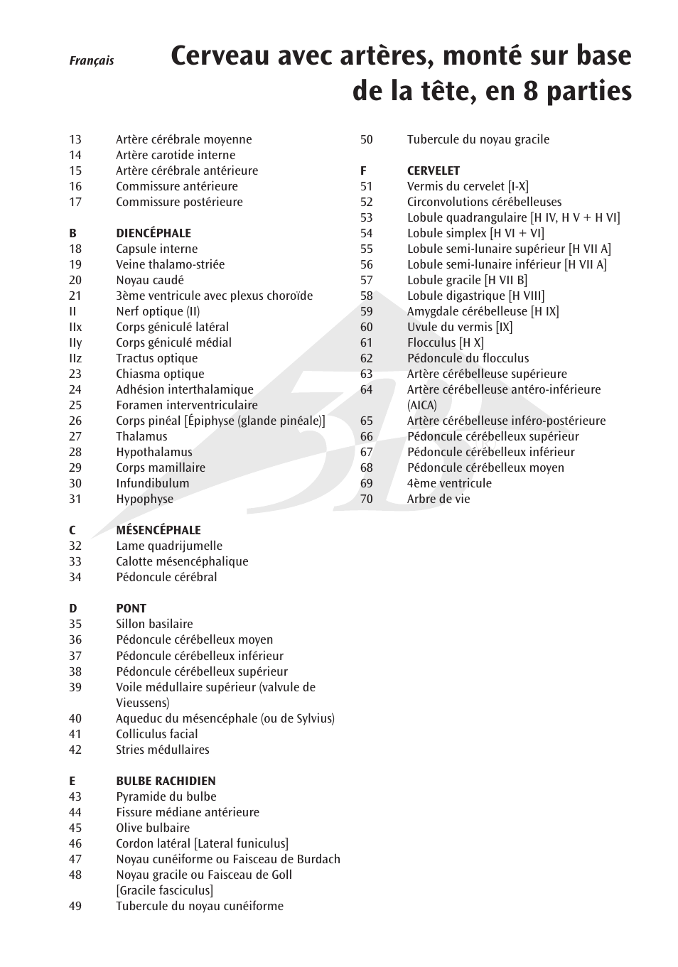 3B Scientific Brain with Arteries on Base of Head, 8 part User Manual | Page 11 / 20