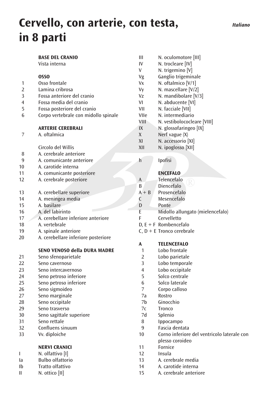 Cervello, con arterie, con testa, in 8 parti | 3B Scientific Brain with Arteries on Base of Head, 8 part User Manual | Page 14 / 20