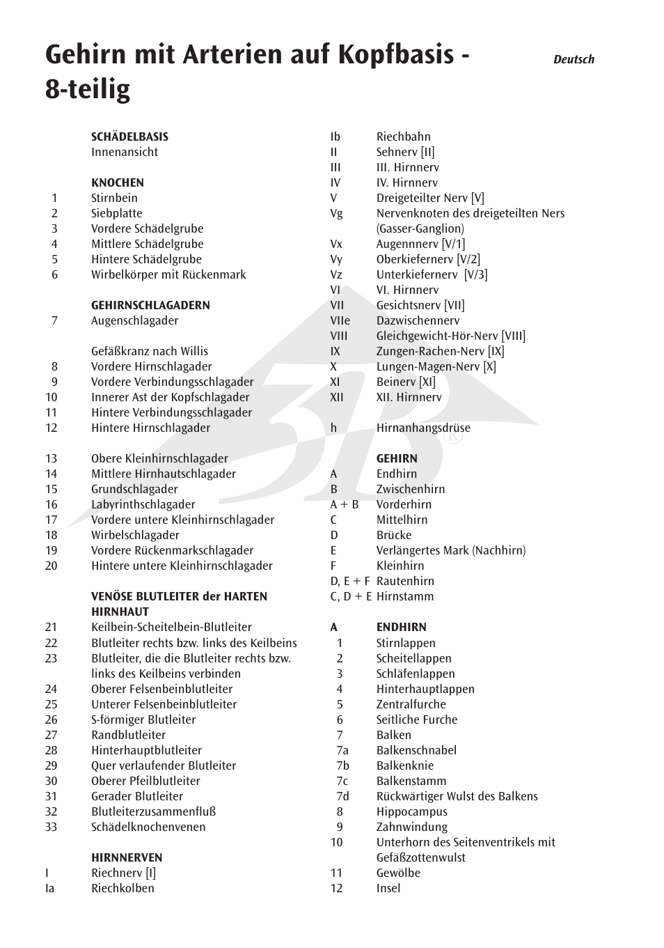 Gehirn mit arterien auf kopfbasis - 8-teilig | 3B Scientific Brain with Arteries on Base of Head, 8 part User Manual | Page 6 / 20