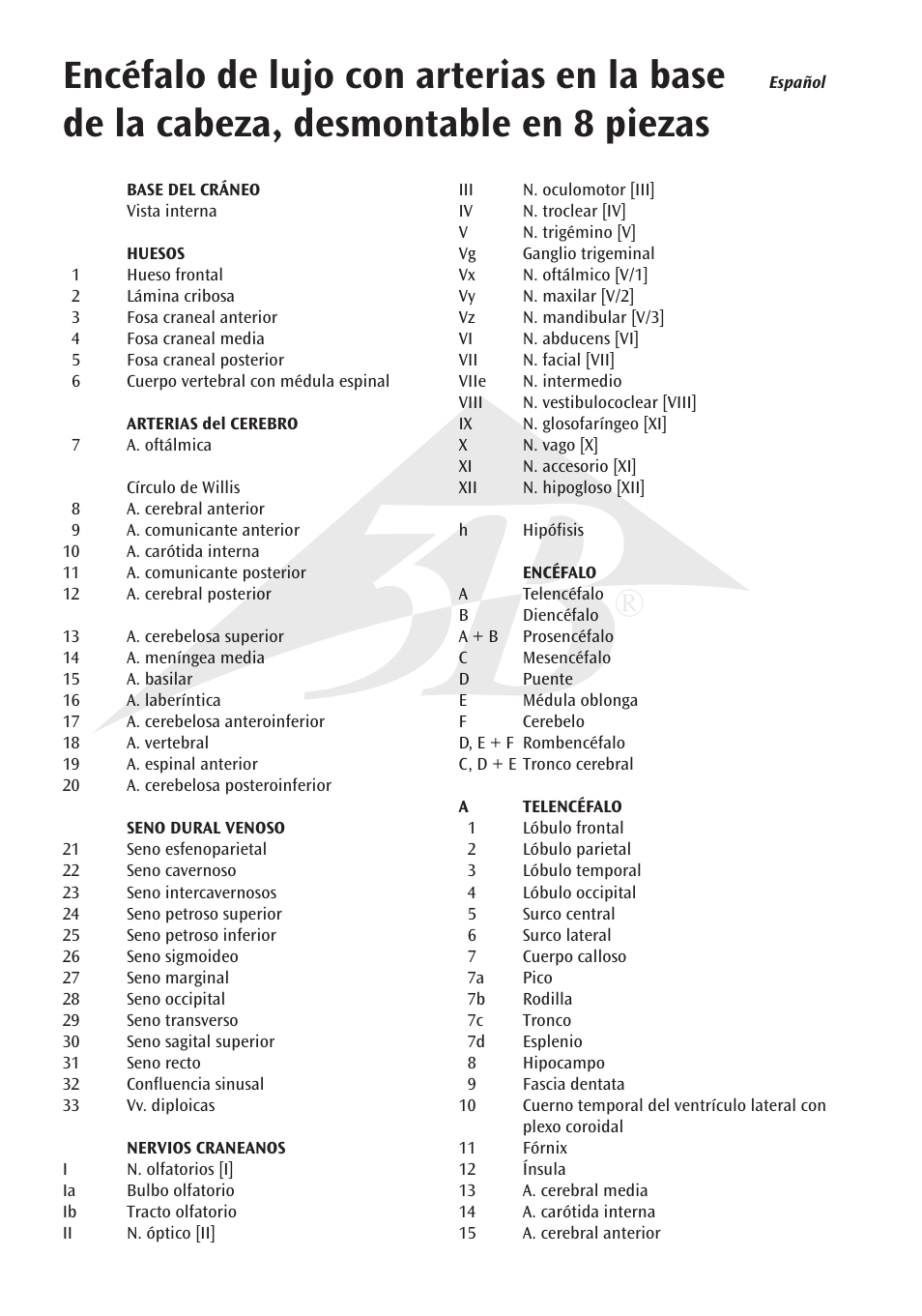 3B Scientific Brain with Arteries on Base of Head, 8 part User Manual | Page 8 / 20