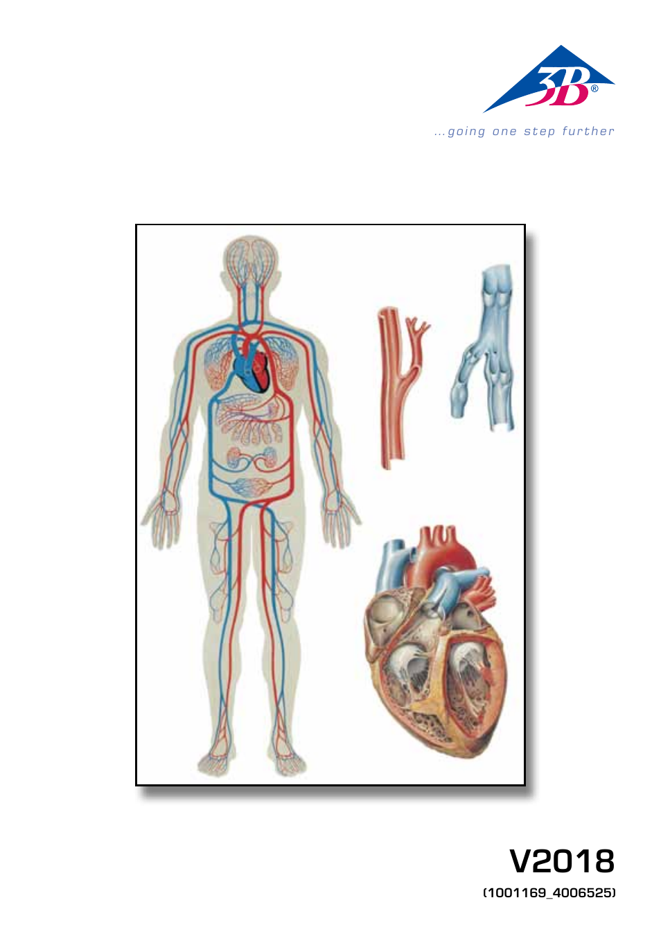 3B Scientific Human Blood Circulation Chart User Manual | 16 pages