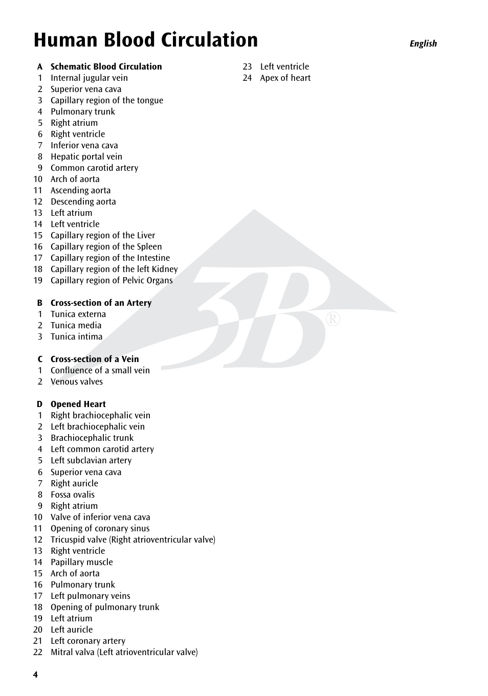 Human blood circulation | 3B Scientific Human Blood Circulation Chart User Manual | Page 4 / 16