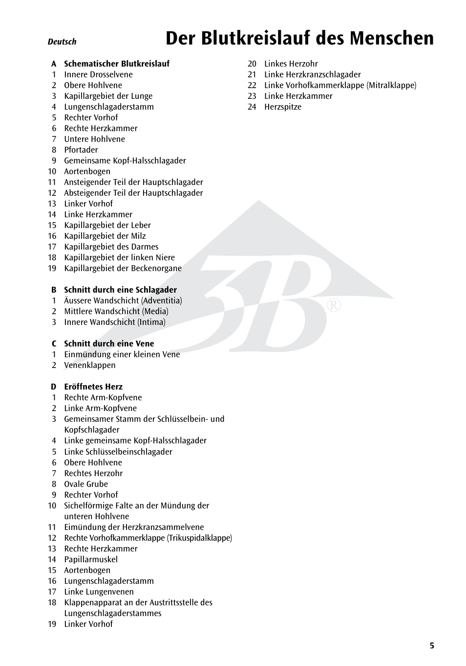 Der blutkreislauf des menschen | 3B Scientific Human Blood Circulation Chart User Manual | Page 5 / 16