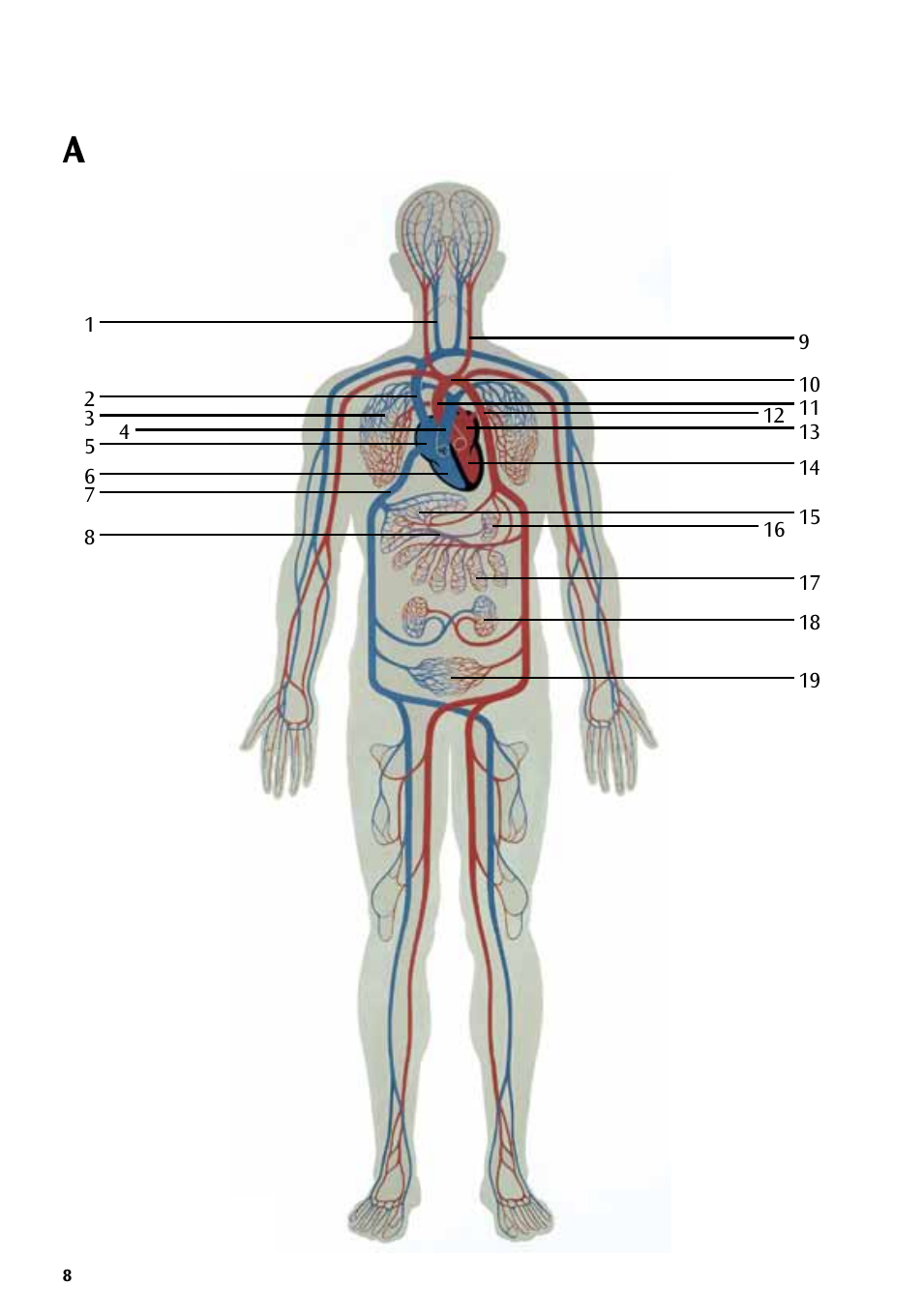 3B Scientific Human Blood Circulation Chart User Manual | Page 8 / 16