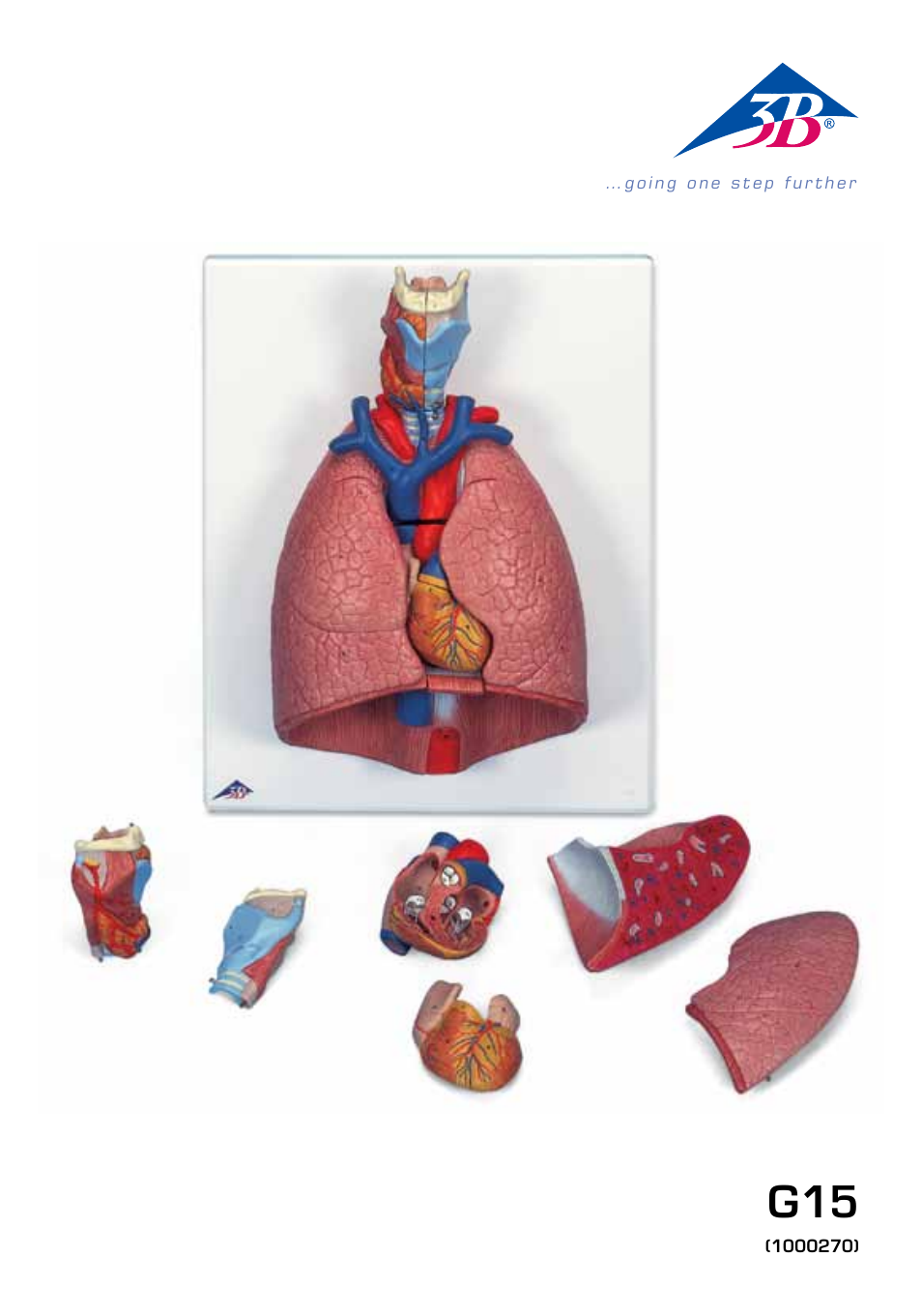 3B Scientific Lung Model with larynx, 7 part User Manual | 16 pages