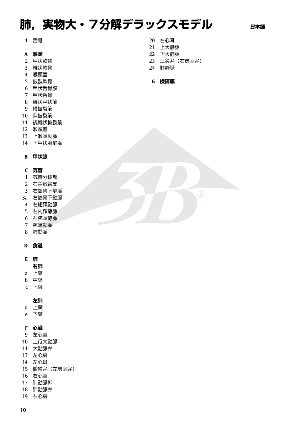 肺，実物大・７分解デラックスモデル | 3B Scientific Lung Model with larynx, 7 part User Manual | Page 10 / 16