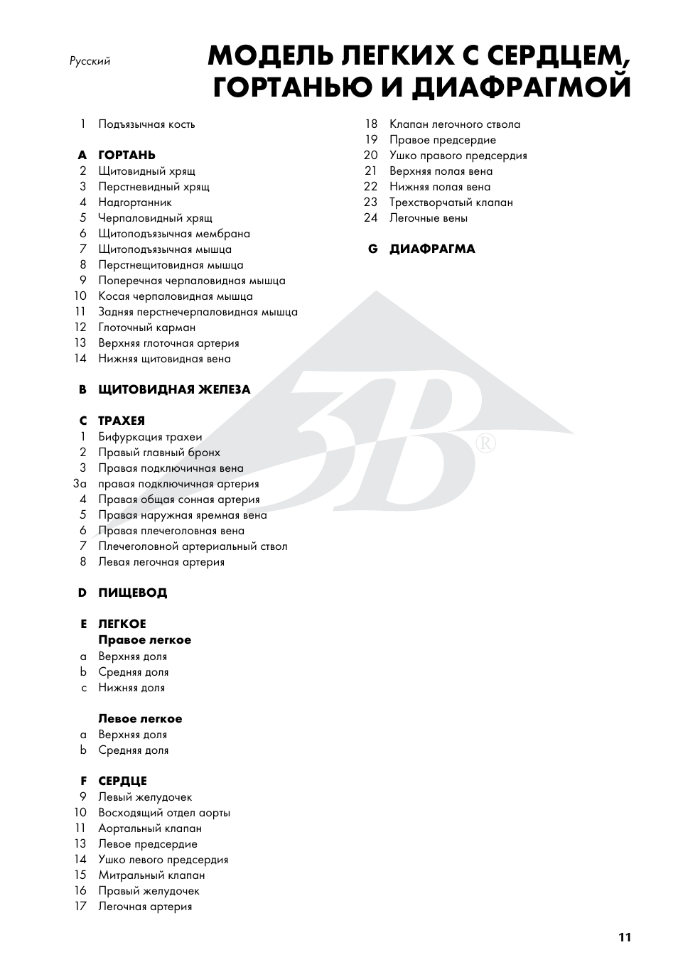 Модель легких с сердцем, гортанью и диафрагмой | 3B Scientific Lung Model with larynx, 7 part User Manual | Page 11 / 16