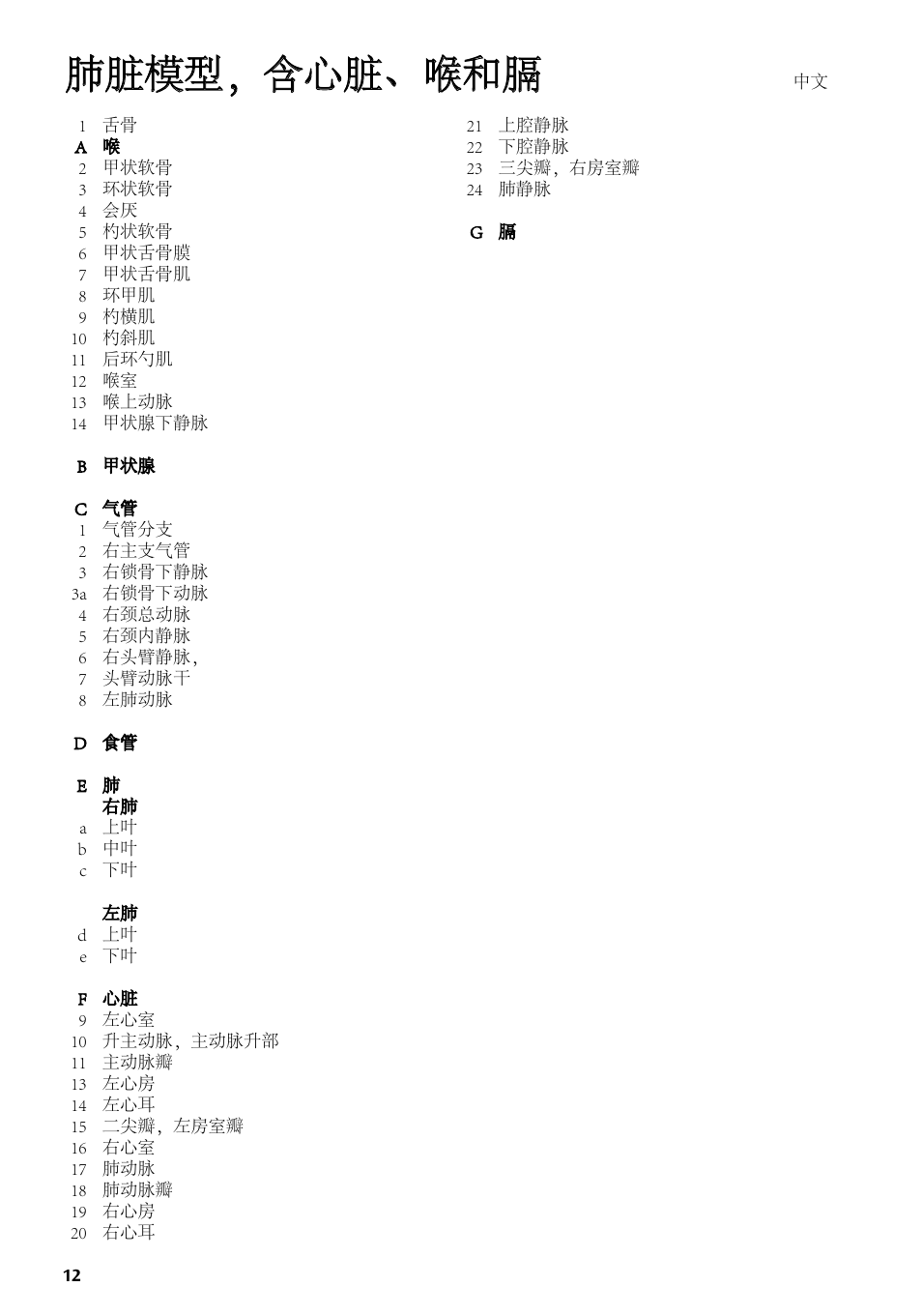 肺脏模型，含心脏、喉和膈 | 3B Scientific Lung Model with larynx, 7 part User Manual | Page 12 / 16