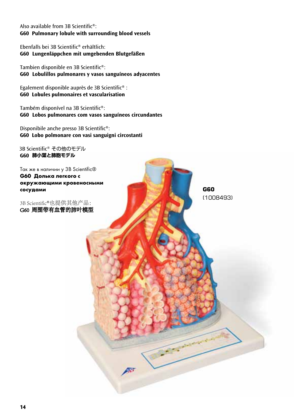 その他のモデル, 肺小葉と肺胞モデル | 3B Scientific Lung Model with larynx, 7 part User Manual | Page 14 / 16