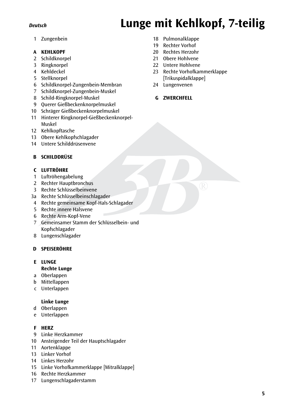 Lunge mit kehlkopf, 7-teilig | 3B Scientific Lung Model with larynx, 7 part User Manual | Page 5 / 16
