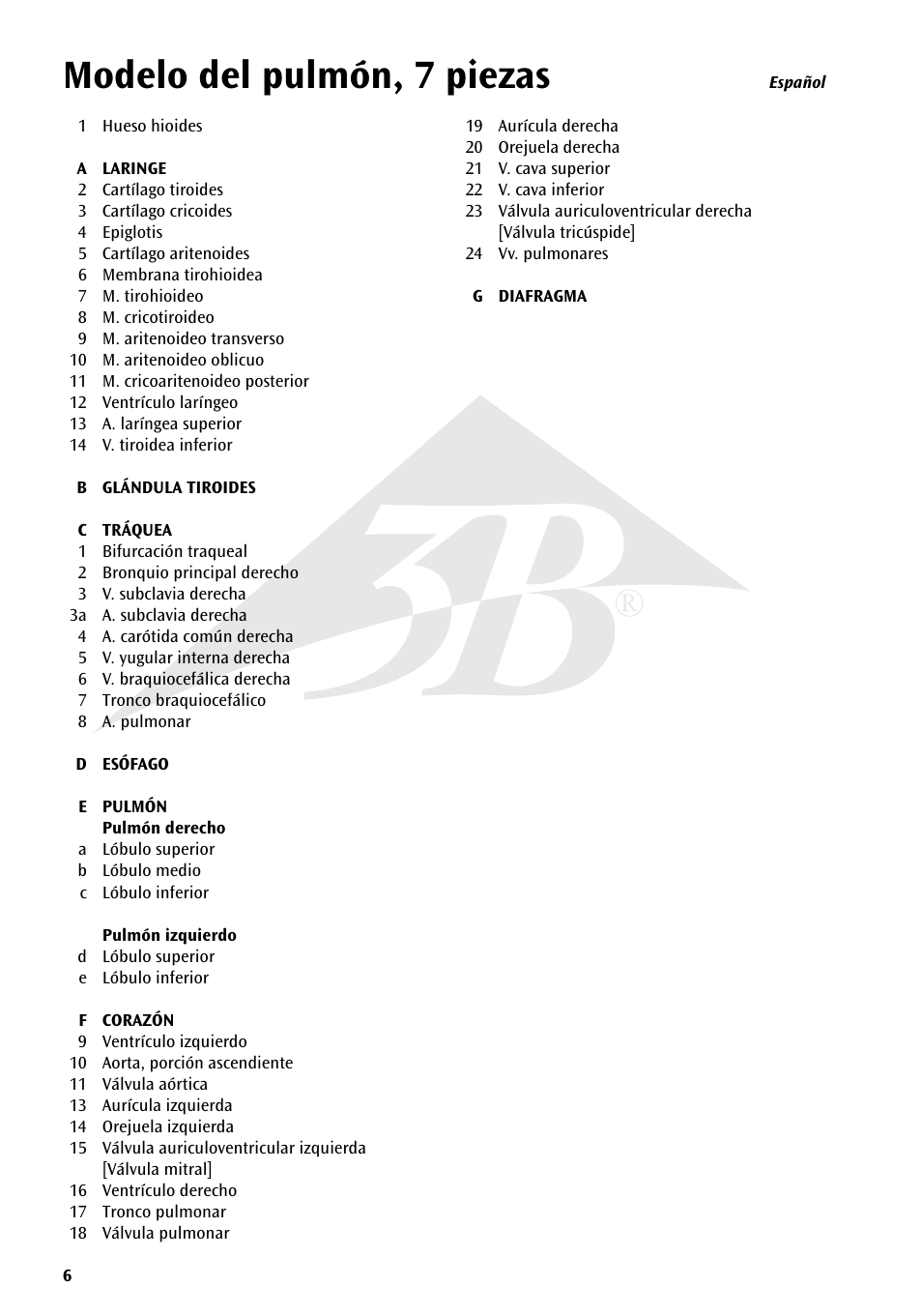 Modelo del pulmón, 7 piezas | 3B Scientific Lung Model with larynx, 7 part User Manual | Page 6 / 16