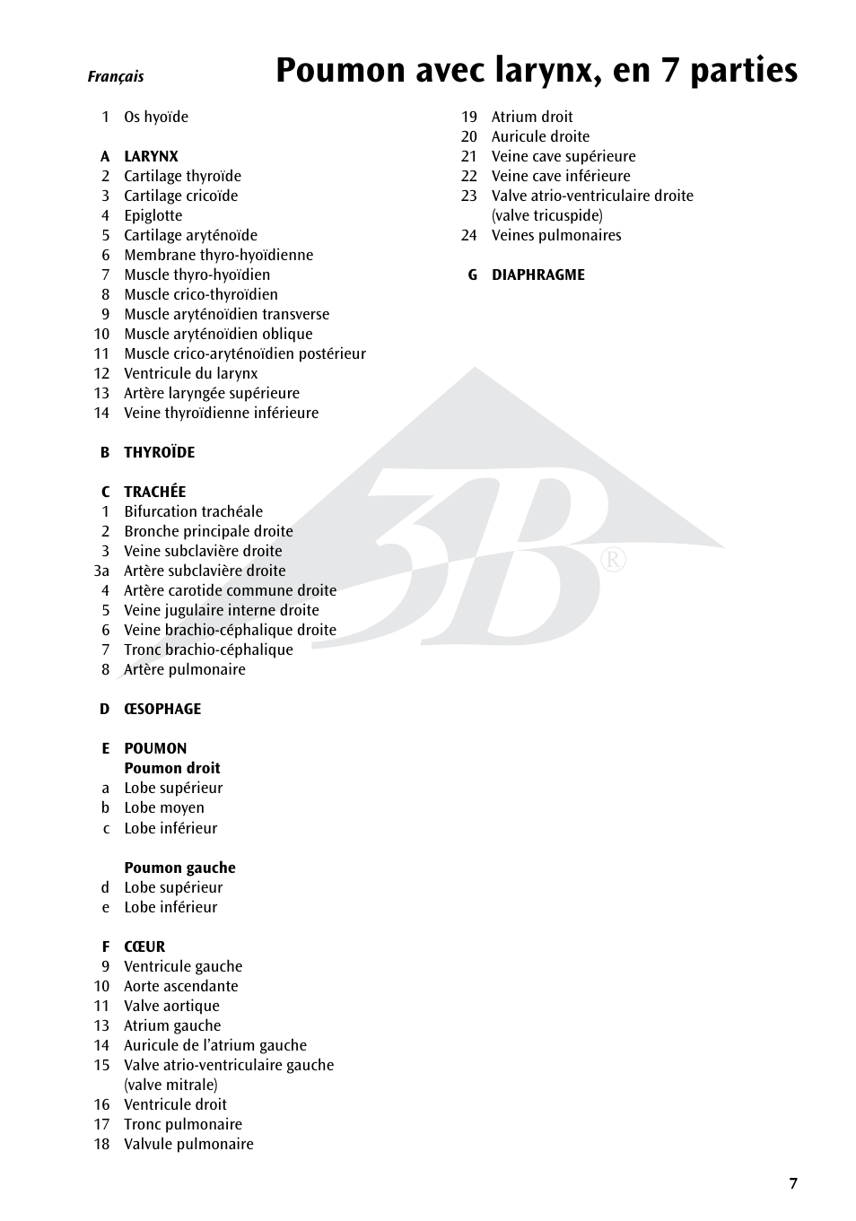 Poumon avec larynx, en 7 parties | 3B Scientific Lung Model with larynx, 7 part User Manual | Page 7 / 16