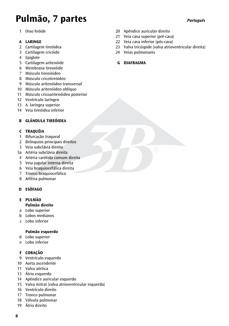 Pulmão, 7 partes | 3B Scientific Lung Model with larynx, 7 part User Manual | Page 8 / 16